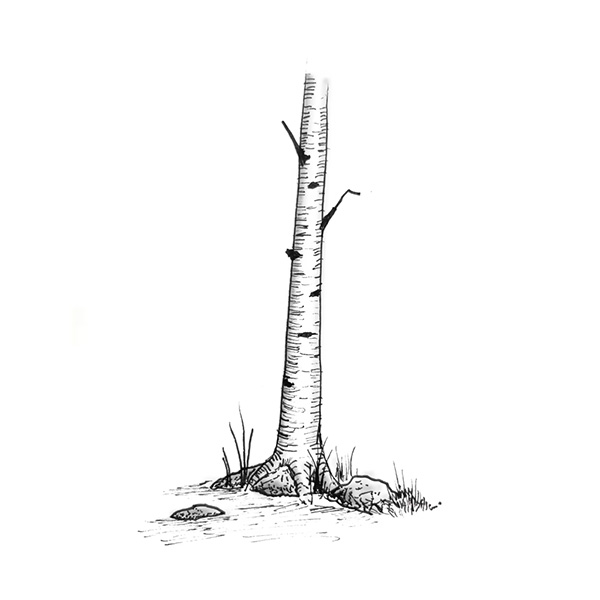 Aspen Tree